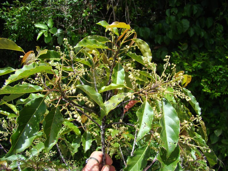 Elaeocarpus, Munzinger, 4760,--New Caledonia, Prov N, Les Trois Creeks,  13 Nov 2007, 027 (2).jpg