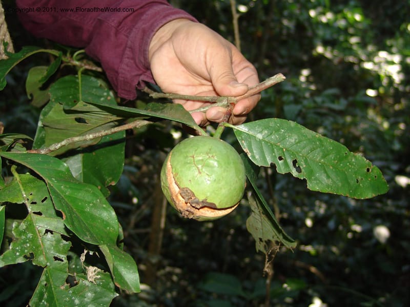 Alibertia, A Murakami 3067--Bolivia.  Pq. Nal. Madidi. Chalalan. Send. Almendrillo26 Sep 06. 024 (2).jpg