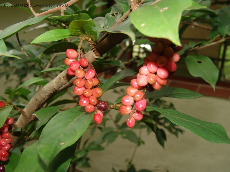 Antidesma voegelianum--So.Africa. Mpumal. Karino. Whyte Thorne. 19 Mch 05. 219.jpg