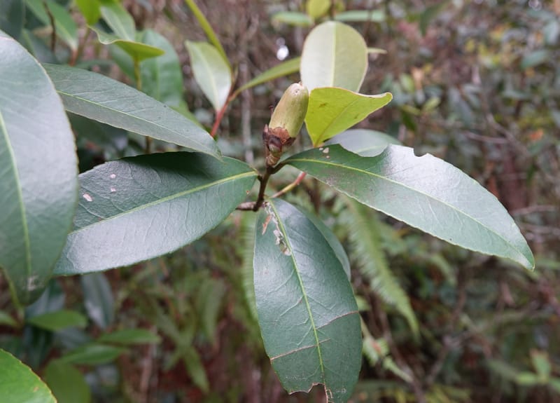 Polyspora axillaris, D. Boufford 44131--China. Yunnan. Meizi Lake Park. 3 May 2018. DSC01424 (111).JPG