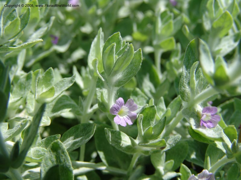 Stemodia lanata--TX. Johnson Wildflower Center. 13 Jun 04. 001.jpg