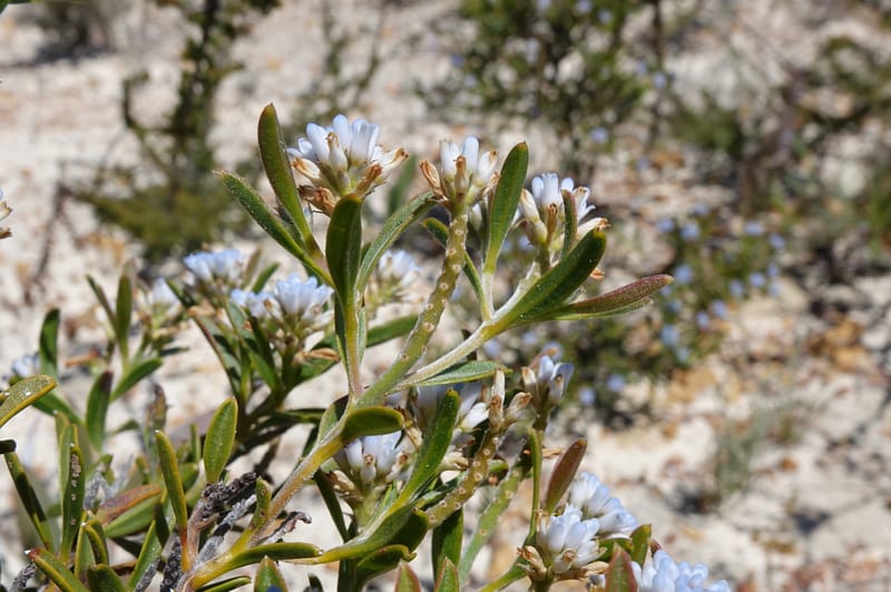 Conospermum nervosum, Davidson, C 13429--Australia. W.A. Green Head-Coorow Rd. Stop 2. 24 Oct 2016. DSC04873 (148).JPG