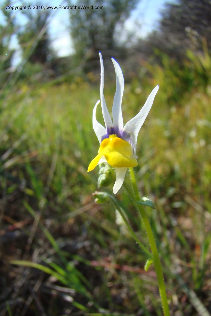 Nemesia cheiranthus, C. Davidson 11523--South Africa. Northern Cape. Papkuilsfontein. 25 Aug 09. 216 (4).jpg