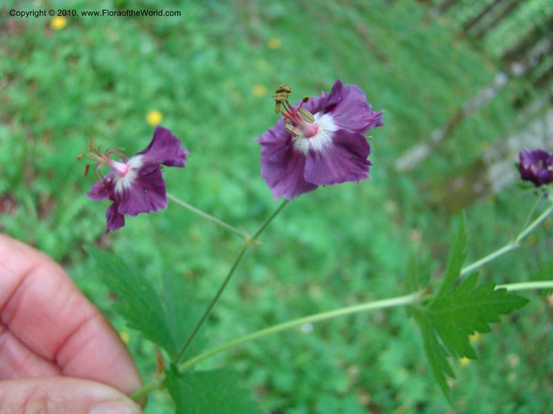Geranium phaeum, C. Davidson 112037--Slovenia,Gorenska Region, Kamniska Bistrica, 19 May 2008 017 (2).jpg