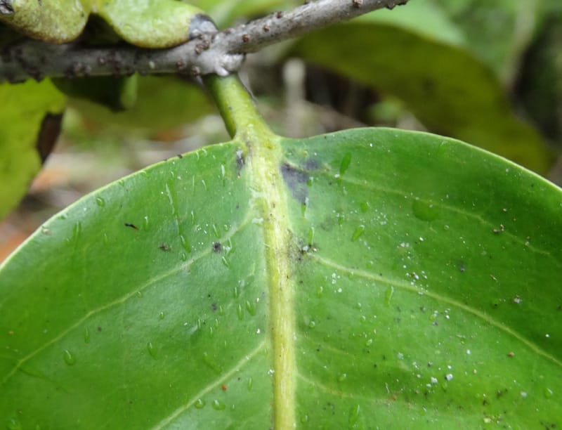 Diospyros, Plunkett, G. 3195--Fiji. Across the road from Waisali RF. 8 Nov 2015. DSC00330 (173).JPG