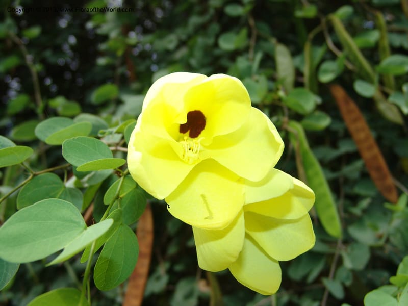 Bauhinia tomentosa--So.Africa. Lowveld Nat. Bot. Gard. 14 Mch 05. 245.jpg