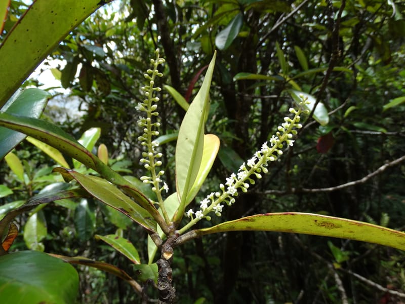 Quintinia major, Lowry, P 7373--New Caledonia. Mont Dzumac. 12 Nov 2015. DSC01563 (277).JPG