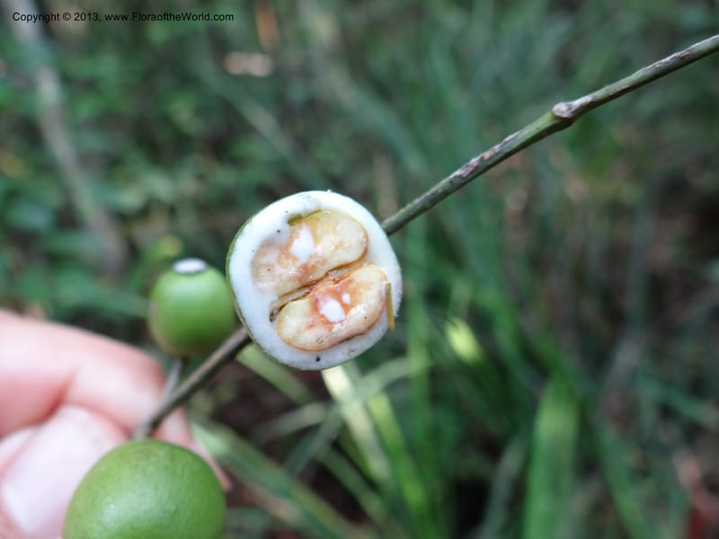 Garcinia, VC 5670--Thailand. Trang. Peninsula Bot. Gard. Thungkhai. 17 Nov 2012. DSC00231 (54).JPG