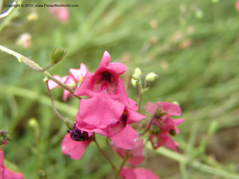Diascia integerrima--CA. McConnell Arboretum, Redding. 4 Jun 07. 190.jpg