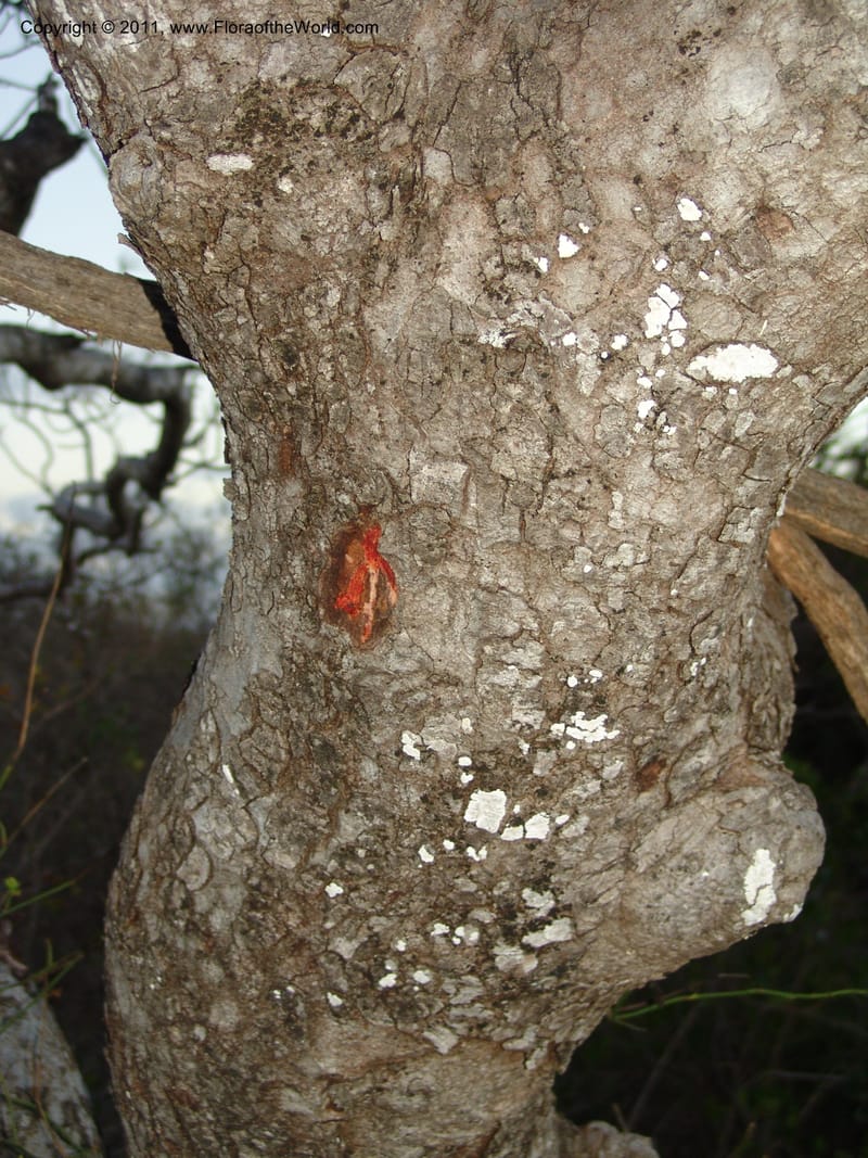 Sclerocarya birrea, ZRogers1093--Madag. Ankorikakely Vil., Rd  to Sakalava Bay. 4 Nov 06. 239.jpg