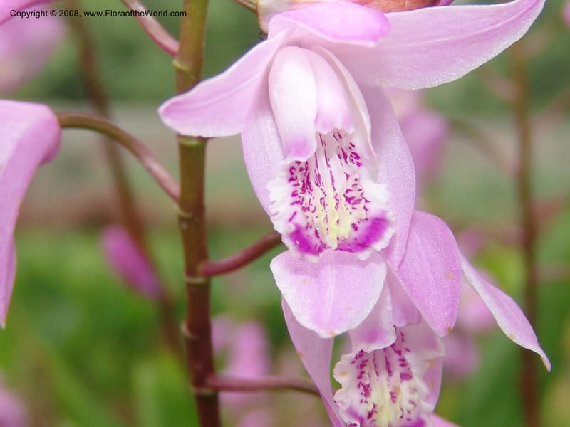 Bletilla striata, 040480401--China. Hubei. Wuhan Botanical Garden. 16 Apr 07. 182.jpg
