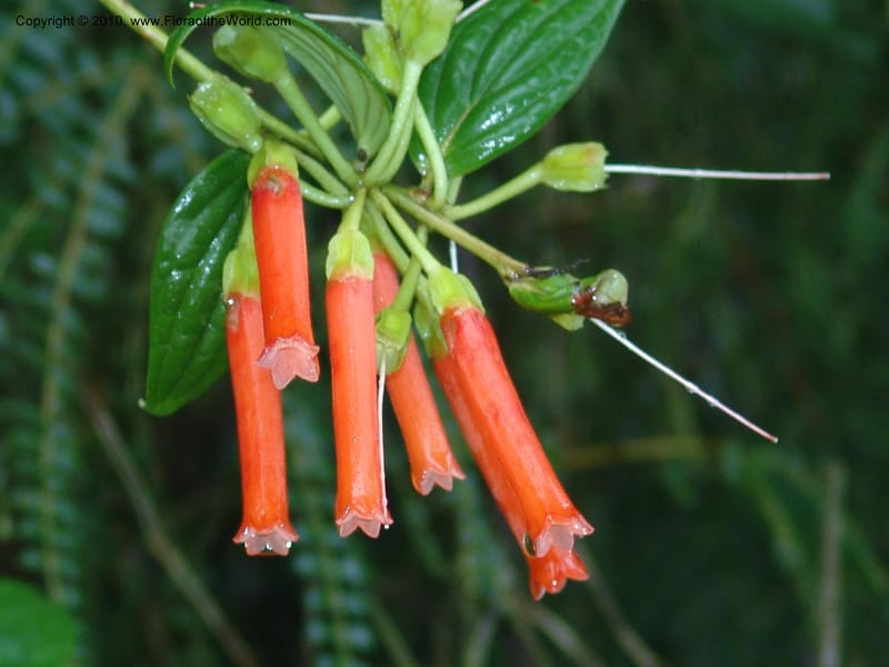 Macleania, Croat94625--Ecuador. Prov. Pichincha. Reserva Bellavista. 14 Feb 05. 278.jpg