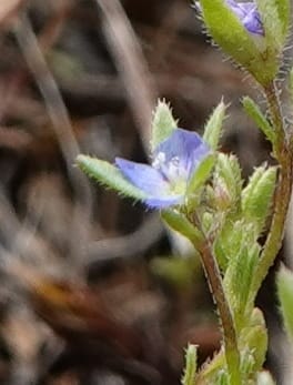 Veronica arvensis, C. Davidson 13751--Oregon. Wallowa Co. Zumwalt.Trail Cr. Rd. 4 Jun 2018. DSC04078 (24).JPG