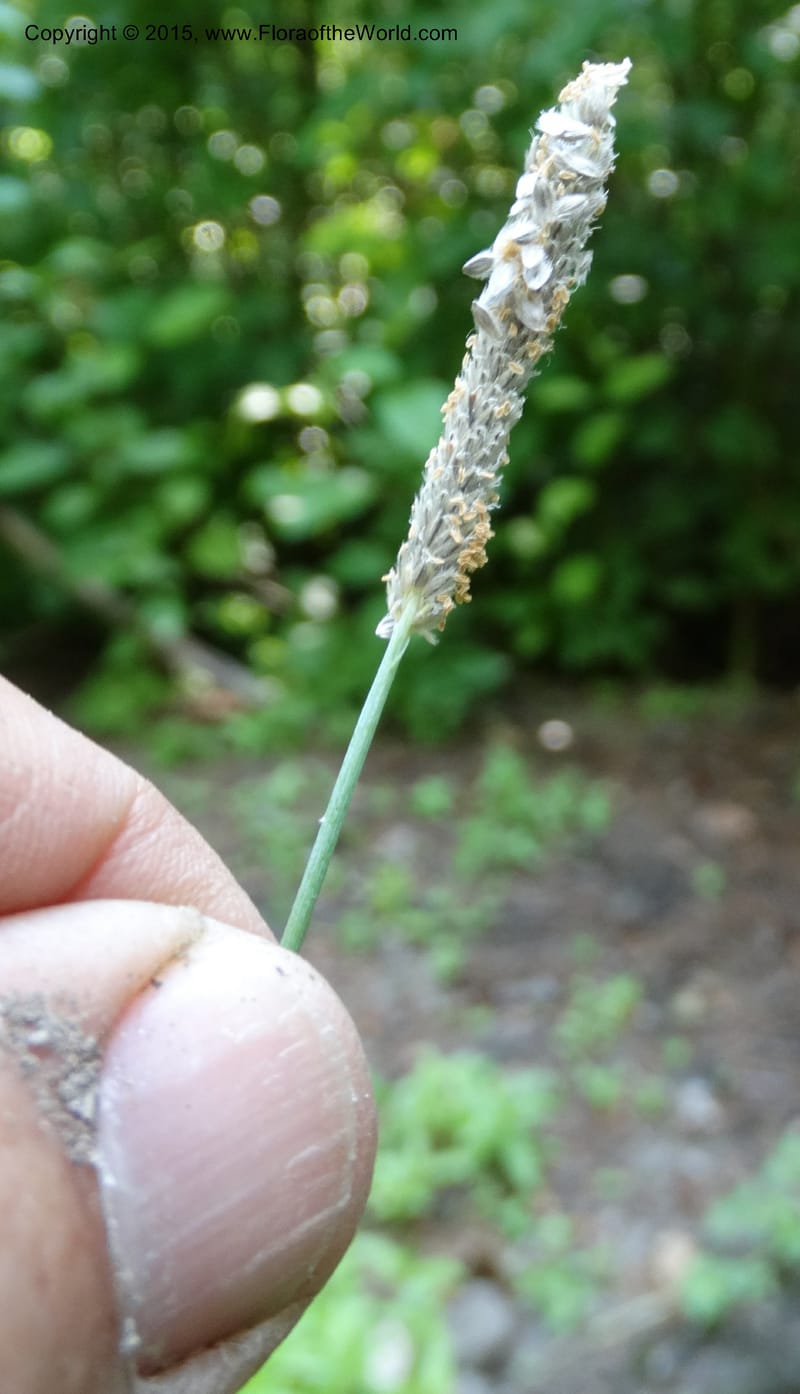 Alopecurus aequalis, Davidson, C 12610--Idaho. Valley Co. Payette Lake. Sylvan Cr. 20 Jul 2014. DSC00669 (107).JPG