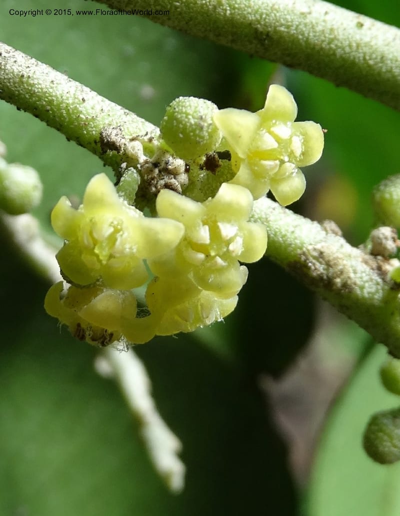 Octoknema, Davidson, C 12386--Cameroon. Bakengili Trail, Mt. Cameroon. 24 Mar 2014. DSC03587 (247).JPG