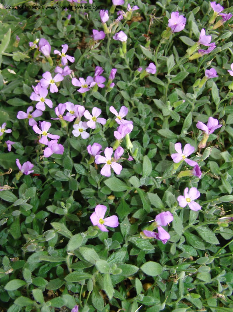 Aubretia columnea--France. Paris. Jardin des Plantes. 28 Apr 05. 101.jpg