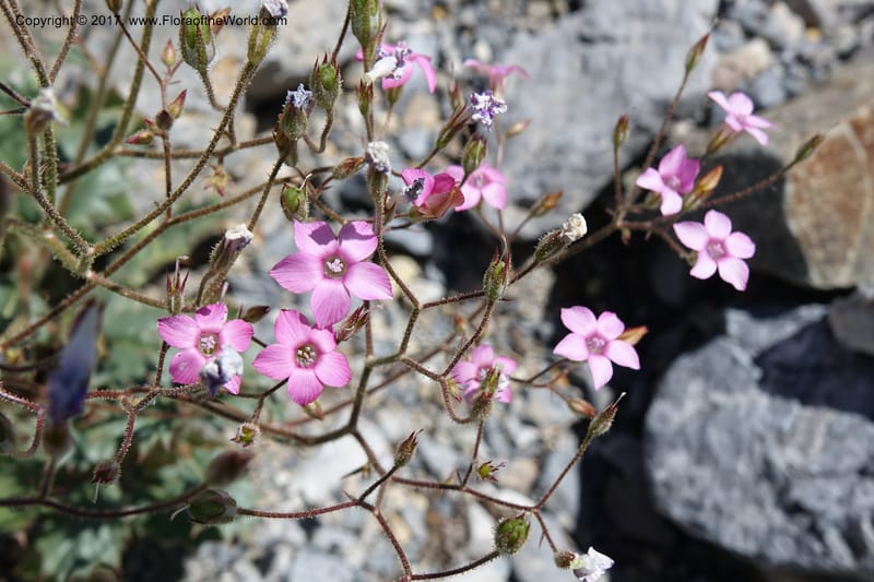 Gilia latifolia, Davidson, C 13078--California. Inyo Co. Last Chance Mts. 16 Apr 2016.  (121).JPG
