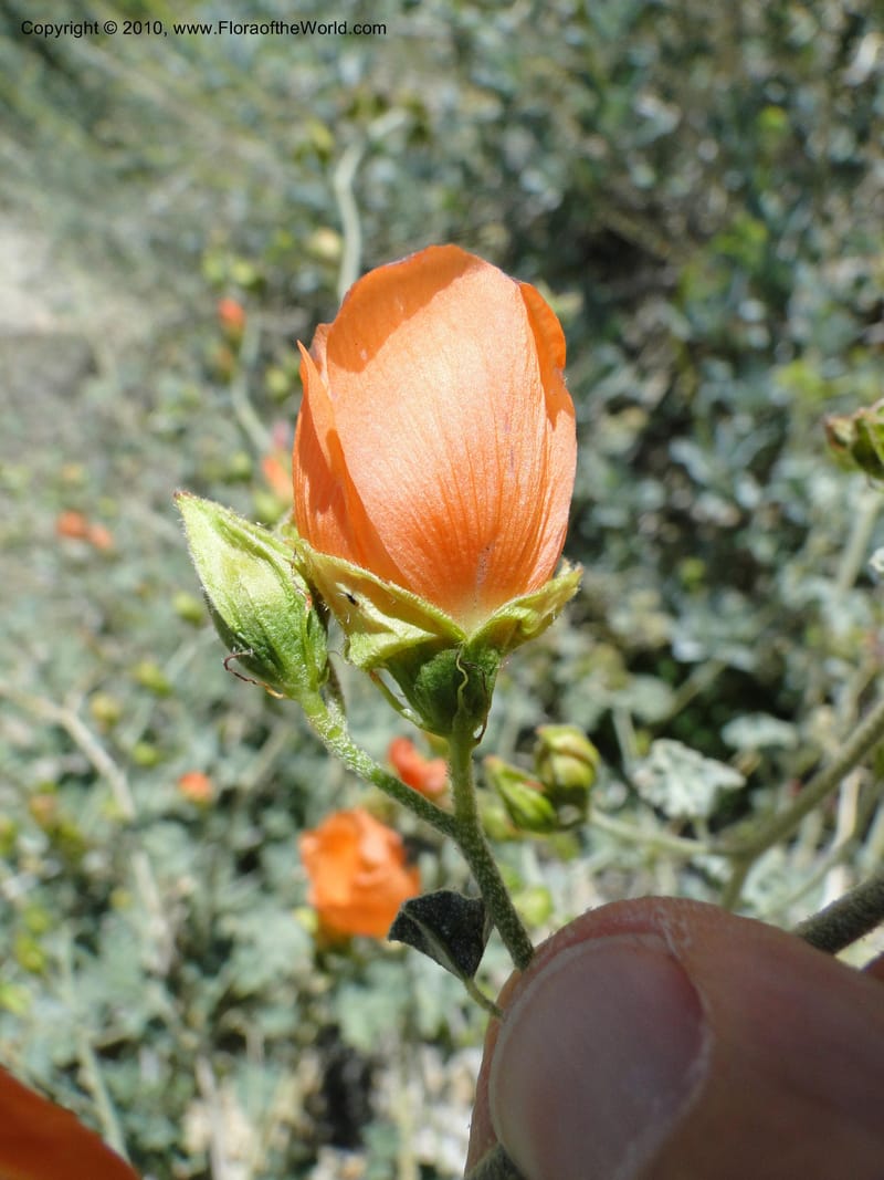 Sphaeralcea ambigua var. rosacea, C. Davidson 11661--California. Riverside Co. 1 April 2010. 234 (9).jpg