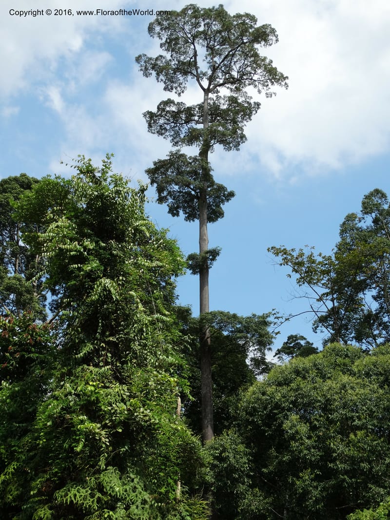 Alstonia--Sabah. Deramakot For. Res. 24 Mar 2015. DSC00089 (92).JPG