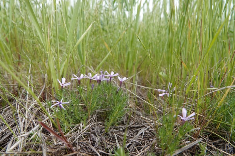 Phlox condensata, C. Davidson 13762--Oregon. Wallowa Co. Zumwalt.Trail Cr. Rd. 4 Jun 2018. DSC04078 (528).JPG
