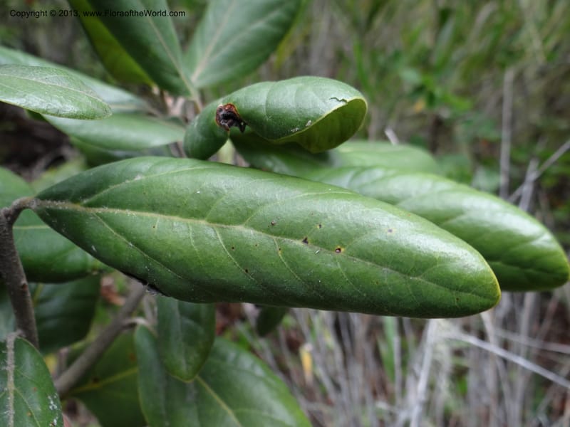 Persea lingue, WDS 34075--Chile. Reserva Nac. Los Queules. 15 Feb 2013. DSC01158 (99).JPG