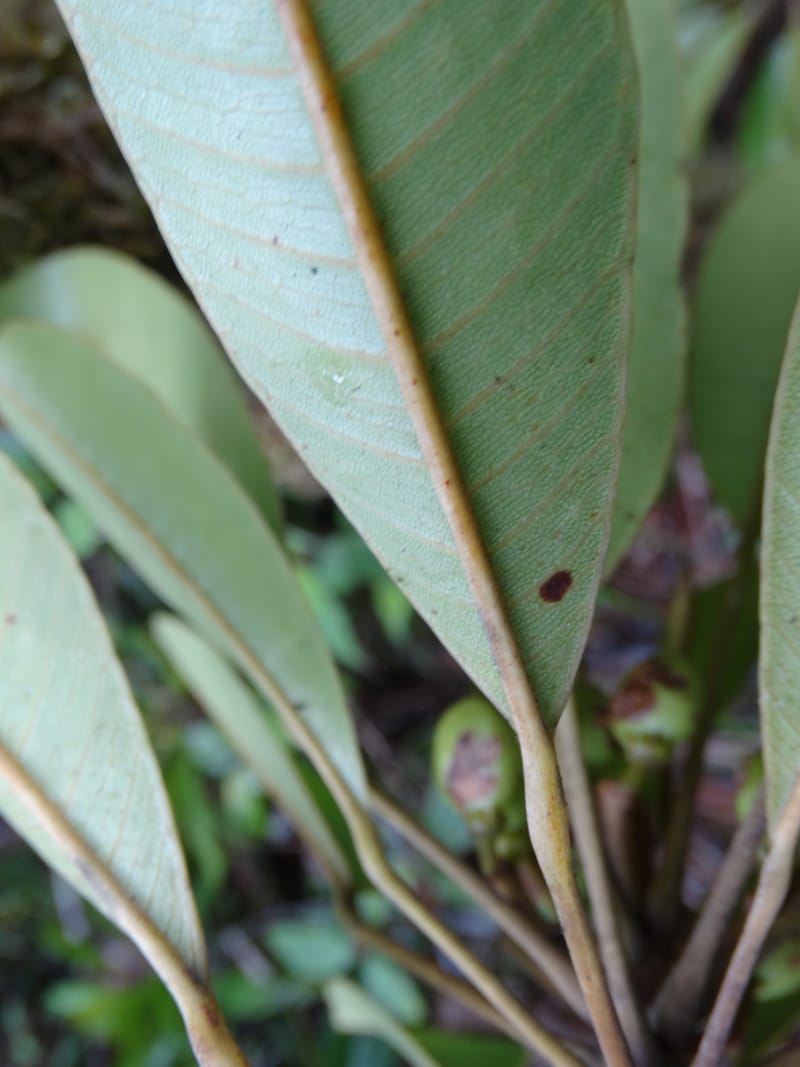Amaroria soulameoides, Plunkett, G 3187--Fiji. Waisali Rainf. Reserve. 4 Nov 2015. DSC08848 (267).JPG