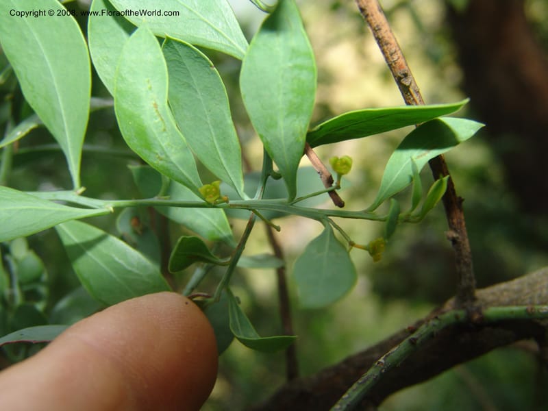 Osyris lanceolata--So.Africa. Mpumal. Buffelskloof Private Nat. Res. 17 Mch 05. 241.jpg