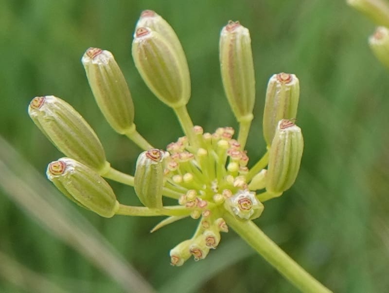 Lomatium triternatum, C. Davidson 13753--Oregon. Wallowa Co. Zumwalt.Trail Cr. Rd. 4 Jun 2018. DSC04078 (114).JPG