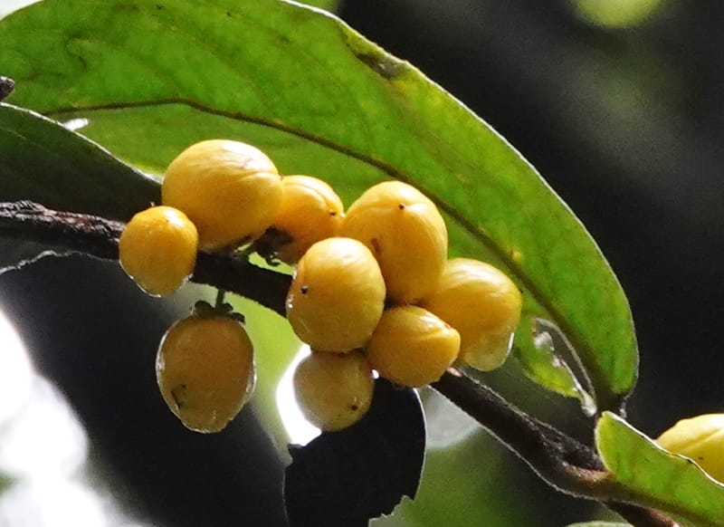 Horsfieldia prainii, D. Boufford 44155--China. Yunnan. Bam Po village. 5 May 2018. DSC02406 (113).JPG