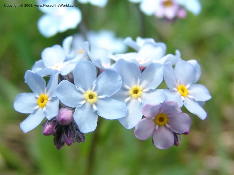 Myosotis alpestris--Georgia. Kazbeki . Trail-road to Sameba Church. 2 Jun 05. 528.jpg