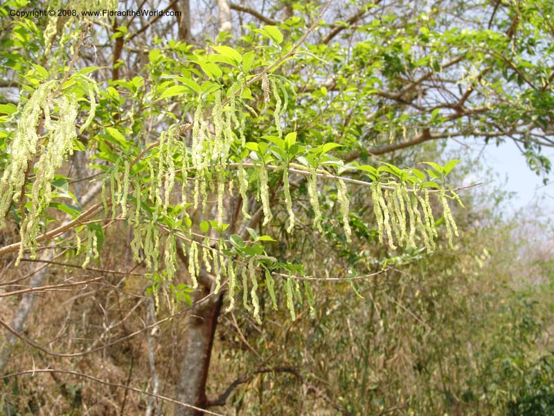 Maclura tinctoria, AAraujoM2952--Bolivia. N of Apolo. Rio Machariapu-Rio Tigre Mayu. 18 Sep 06. 151.jpg