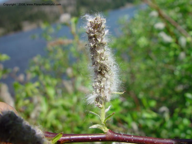 Salix lasiandra, CDavidson10990--ID. Valley Co. Payette Lake. 12 Jun 03. 067.jpg