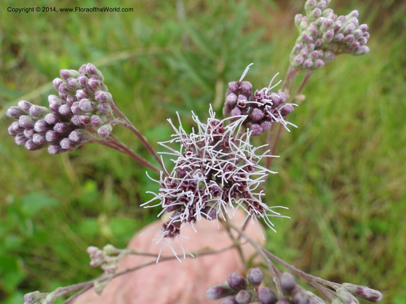 Eupatorium multicrenulatum, Stevens,  W. D 31123, Cerro Cora, 16 Mar 2011 1847 (2).JPG