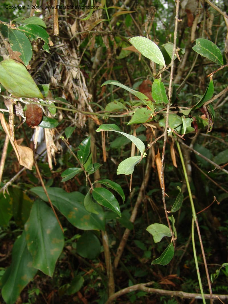 Erythroxylum, Farfan 670--Peru. Edo. Madre de Dios. ACEER Res. Ctr. Mango Trail.18 Oct 05. 090.jpg