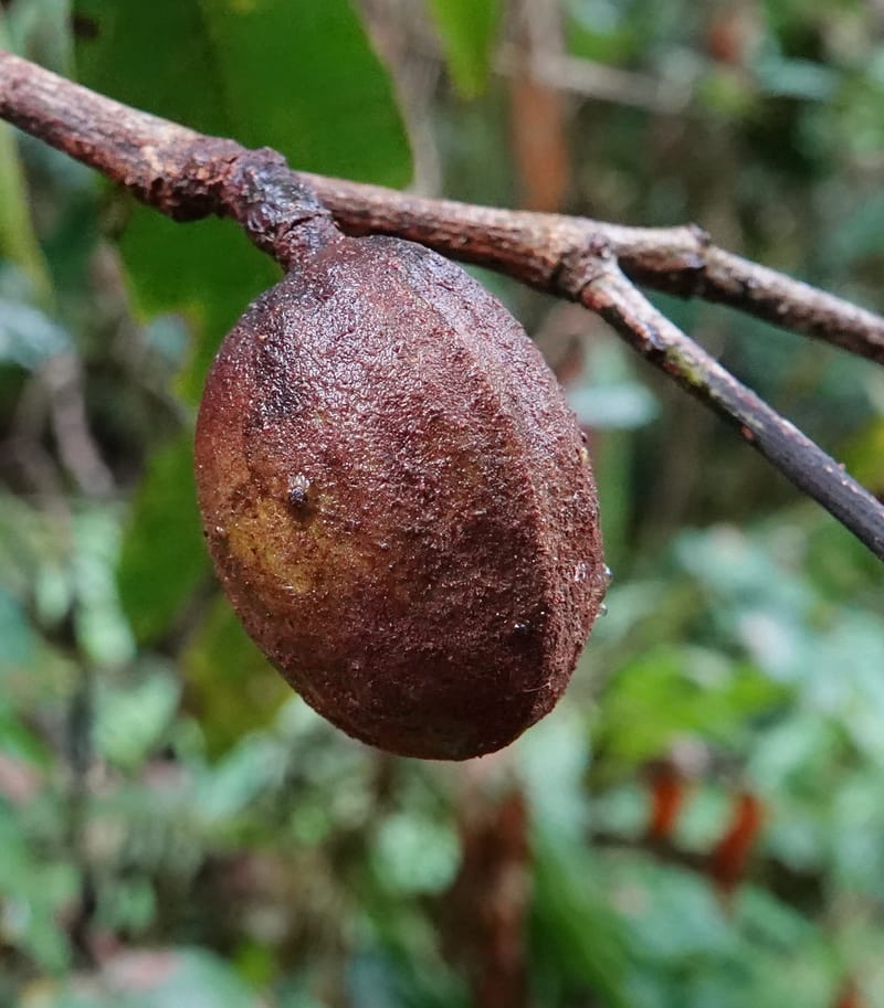 Staudtia gabonensis, C. Davidson 13939--Gabon. Maurel & Prom Oil Rd. 2 Nov. 2018. DSC01376 (260).JPG