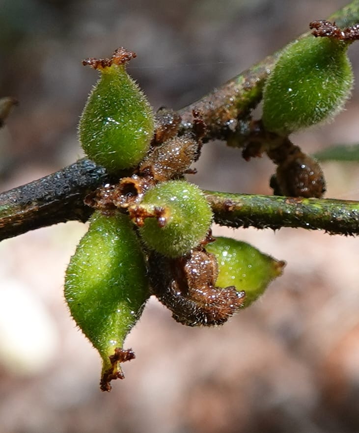 Aporosa dioica, D. Boufford 44137--China. Yunnan. Pu Wen to Da Du Gang on G213. 4 May 2018. DSC01724 (175).JPG