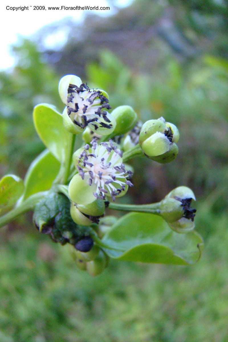 Barbeuia madagascariensis, Z. Rogers 1242--Madag. Prov. Fianar. E of Ifanadiana.15 Jan 09. 037.jpg