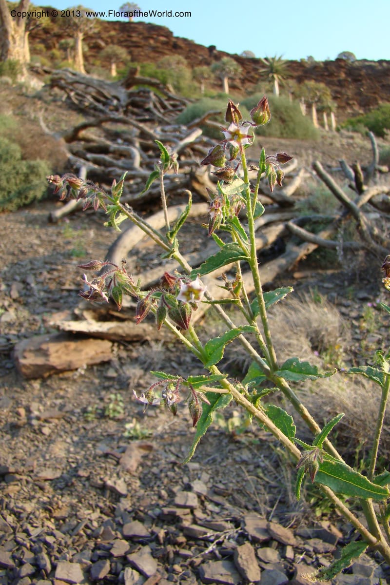 Trichodesma, C. Davidson 11554--South Africa. Northern Cape. Toward Gannabos. 25 Aug 09. 070 (15).jpg