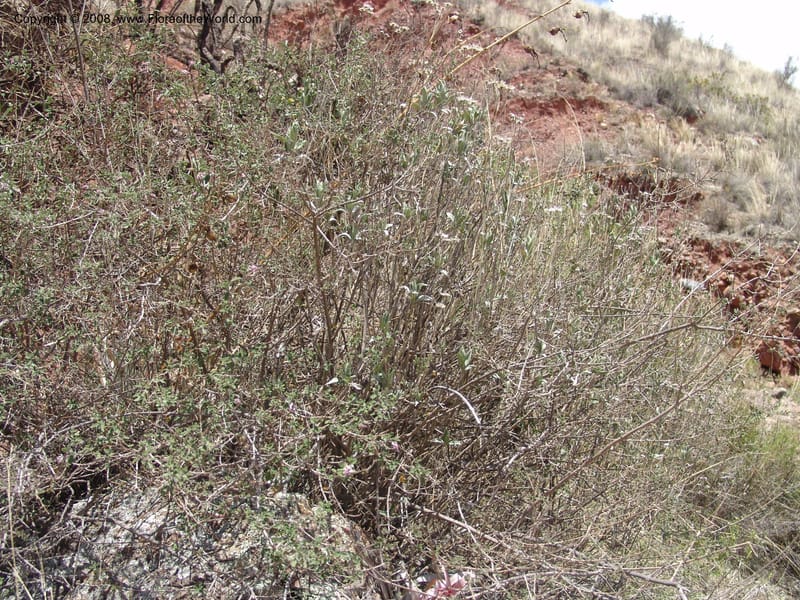 Aloysia scorodonioides v. dentosa--Bolivia. La Paz. Send. Aguila. 4 Dec 04. 037.jpg
