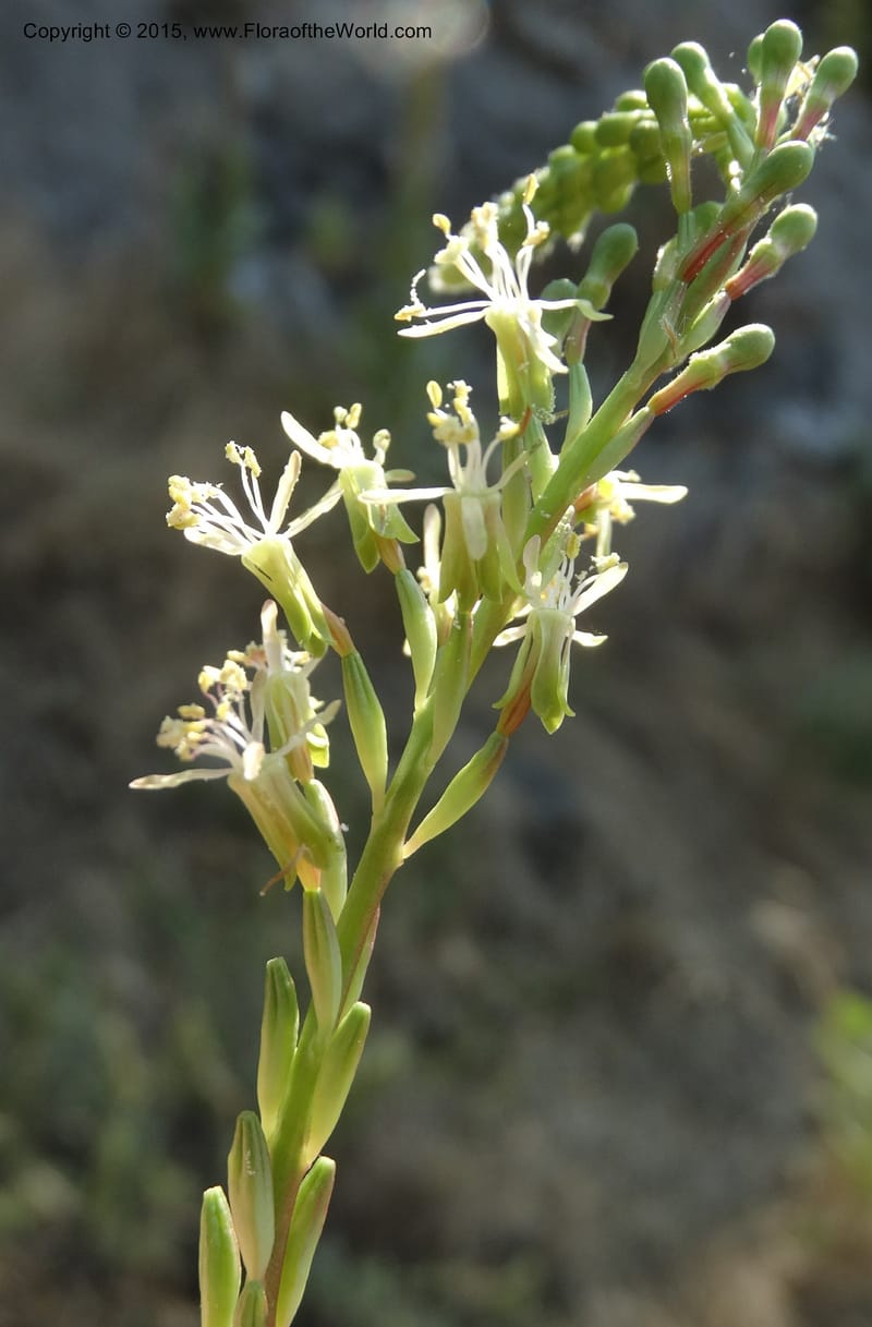 Gaura parviflora, Davidson, C 12604--ID. Idaho Co. North of Riggins. 16 Jul 2014. DSC00589 (27).JPG