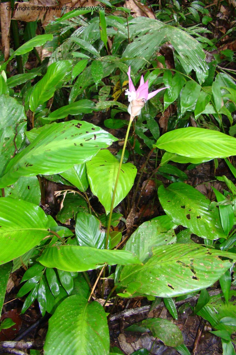 Calathea, R. Vasquez 34907--Peru. Loreto. Dto. Parinari. Tacshacocha. R. Samiria. 14 Nov 08. 056.jpg
