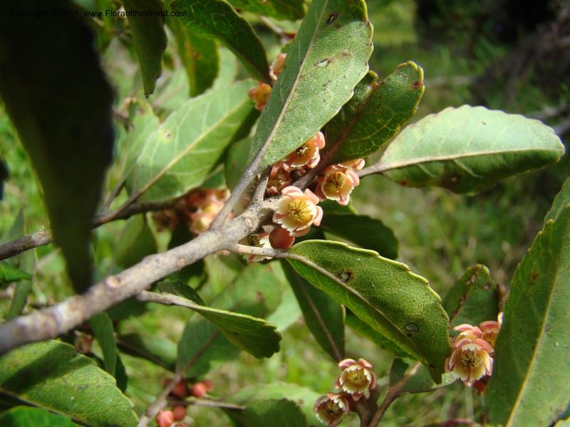 Elaeocarpus, Munzinger, J 4750--New Caledonia, Prov N, Mt. Mandjelia,  13 Nov 2007 201 (4).jpg