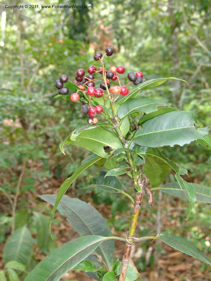 Psychotria, ZRogers1181--Madag. Antsir. Nosy Be. Lokobe Forest. 15 Nov 06. 181.jpg