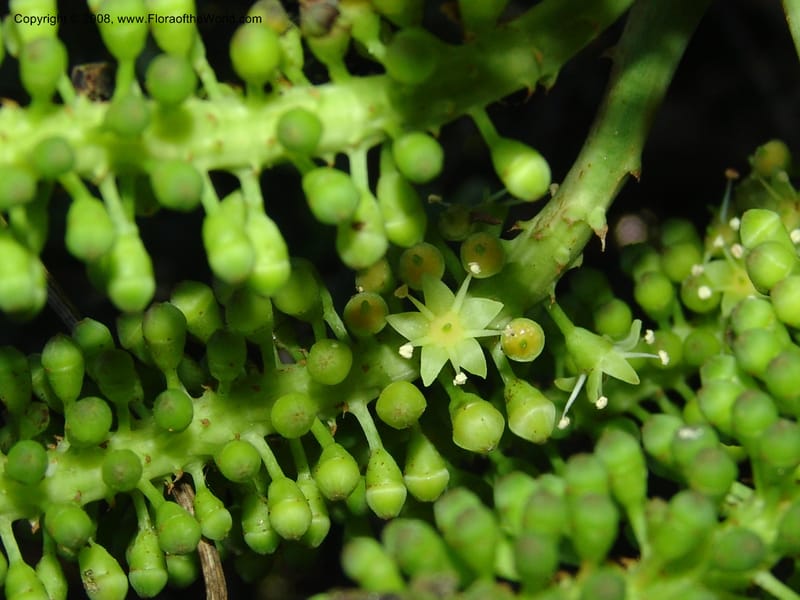Cussonia thyrsiflora--So.Africa. E. Cape. Maitland Nat.Res. 5 Mch 05. 116.jpg