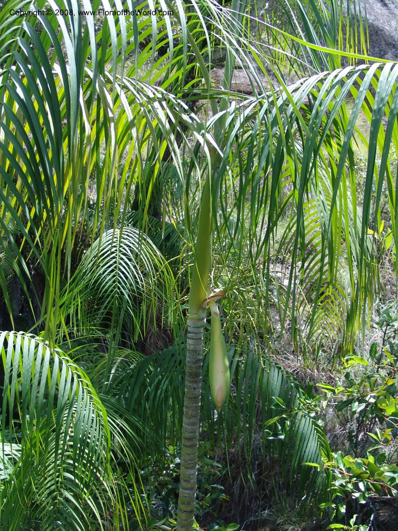 Dypsis, not coll.--Madag. Prov. Fianar. Parc Nat. Isalo. 12 Jan 06. 271.jpg