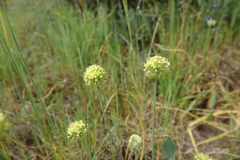 Lomatium nudicaule, C. Davidson 13617--CA. Modoc Co. Warner Mts. Hwy 299. 7 June 2017. DSC01455 (7).JPG