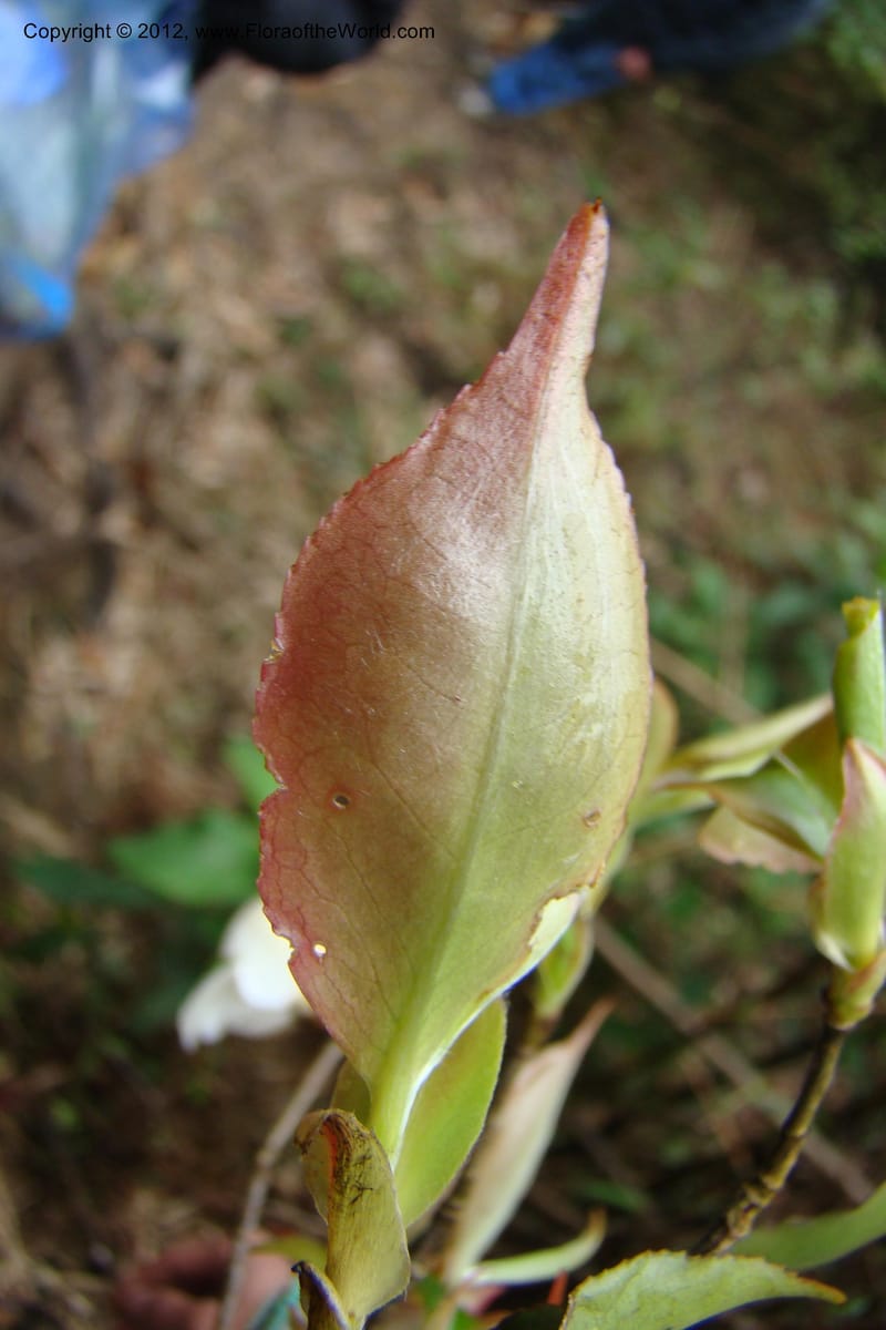 Camellia, Regalado 1650--Viet Nam. Lao Cai Prov. Sa Pa Distr. Hoang Lien Son. 6 Apr 09. 322.jpg