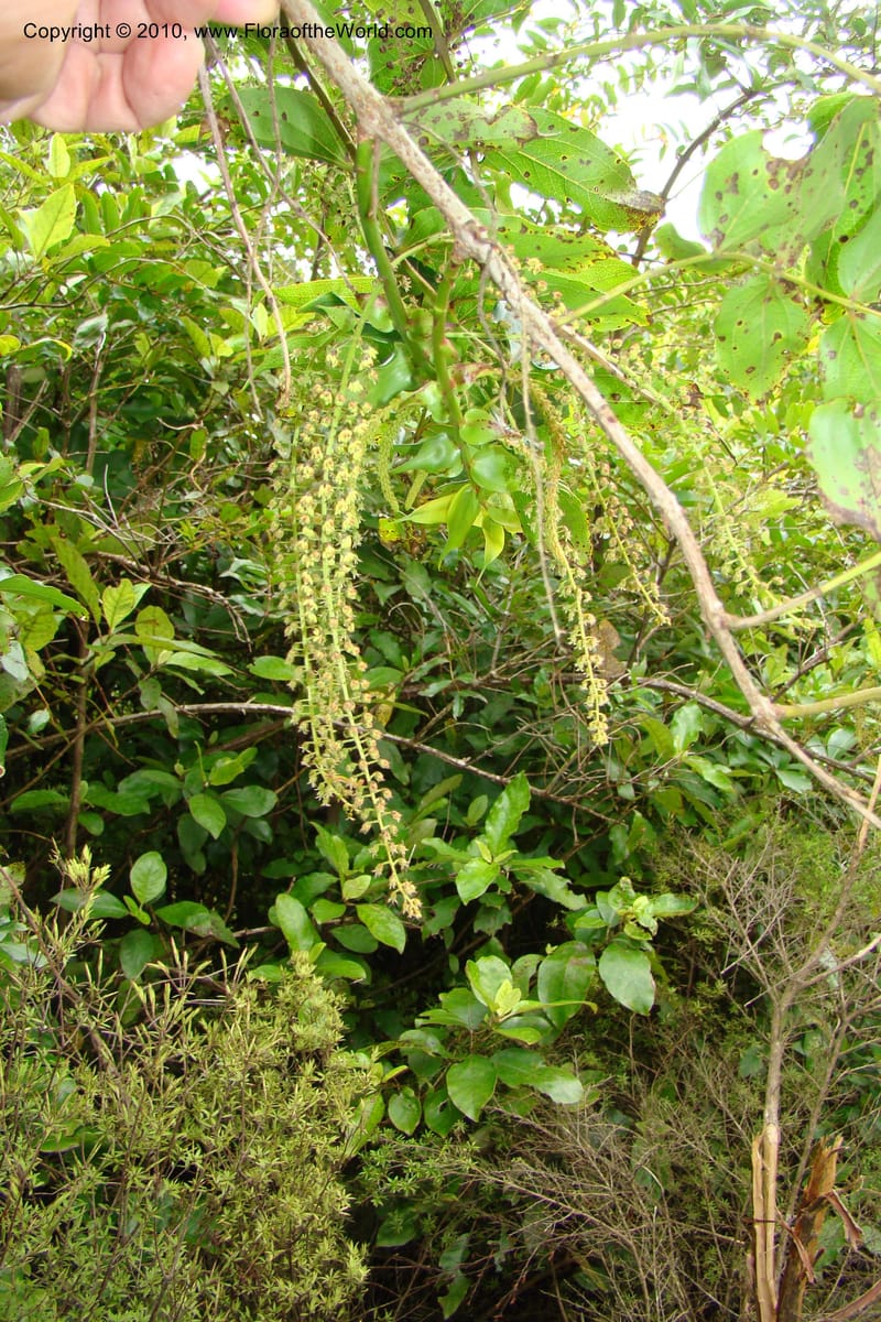 Coriaria arborea, C. Gemmill 731--New Zealand. N. Island. Mt. Te Aroha. 13 Jan 2010. 332 (3).jpg