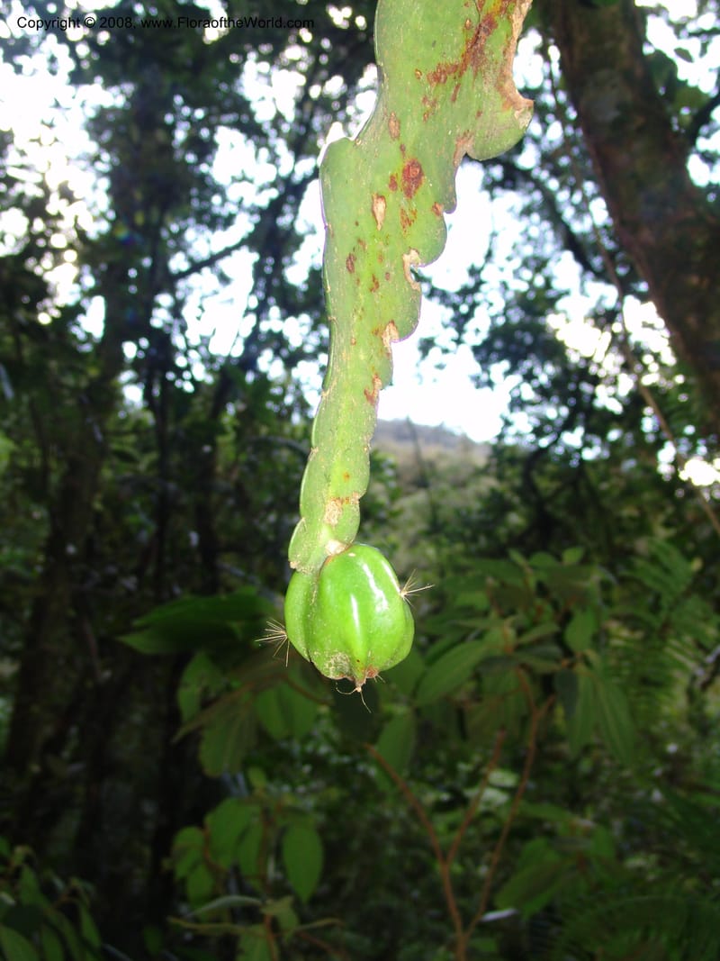 Epiphyllum crenatum, N.Martinez559--MX. Chiapas. Res. Biosf. El Triunfo. Sendero Cipresal. 9 Nov 04. 340.jpg