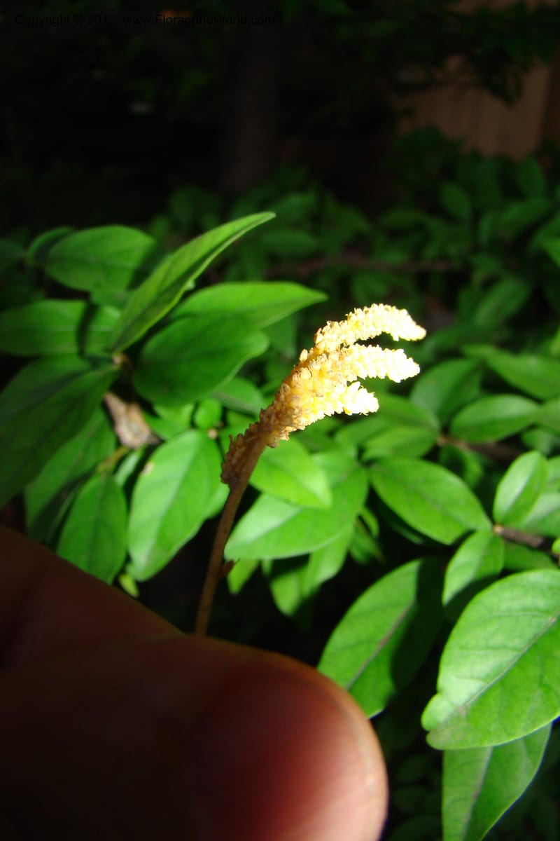 Epirixanthes, Regalado, 1690--Viet Nam. Quang Tri Prov. Dakrong Distr. DaKrong. 11 Apr 09. 197 (4).jpg